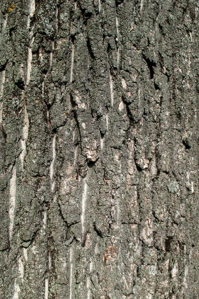 Texture Poplar Bark Wood Daylight Nature Grooves — Stock Photo, Image
