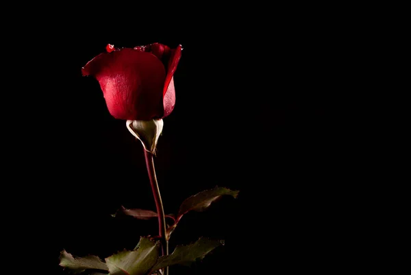 장미는 어두운 배경에 — 스톡 사진