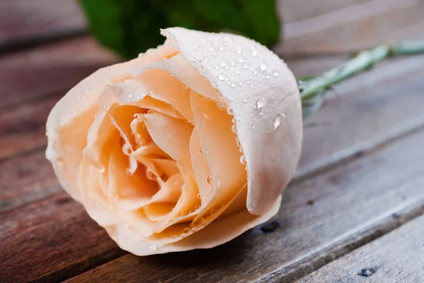Świeża Róża Kroplami Rosy Drewnianym Biurku Zbliżenie Selektywne Ukierunkowanie — Zdjęcie stockowe