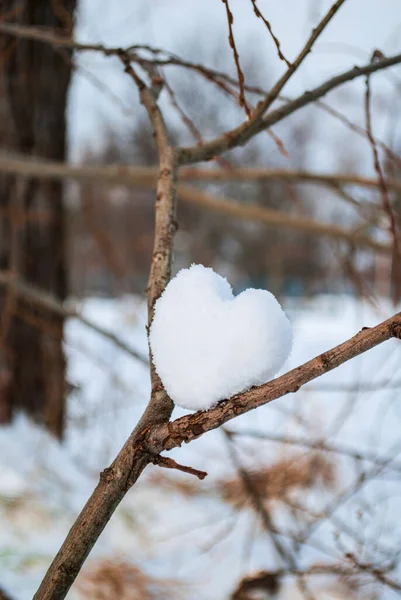 Heart Snow Branches Nature — Stock Photo, Image