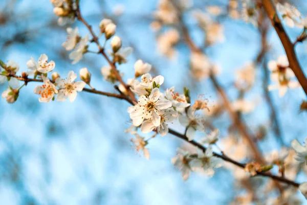 Die Blüten Der Kirsche Blühen Frühlingstag Selektive Fokussierung Nahaufnahme — Stockfoto