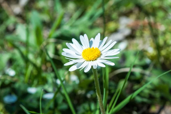 Daisy Flower Close Spring Day Nature — Stock Photo, Image