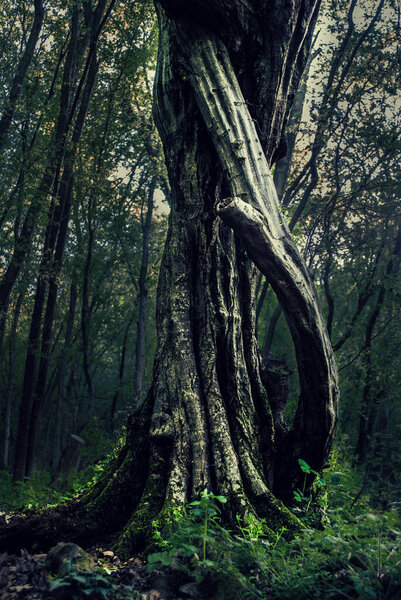 Mystical tree on spring day in the dense dark forest