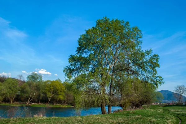 Forest Wood River Spring Day Earthen Footpath — Stock Photo, Image