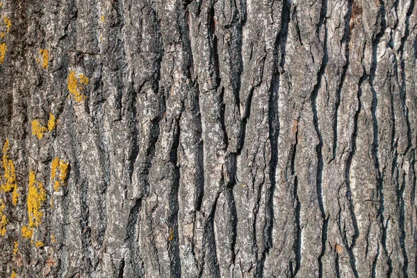 Dřevěná Kůra Textura Denním Světle Přírodě Drážkami — Stock fotografie