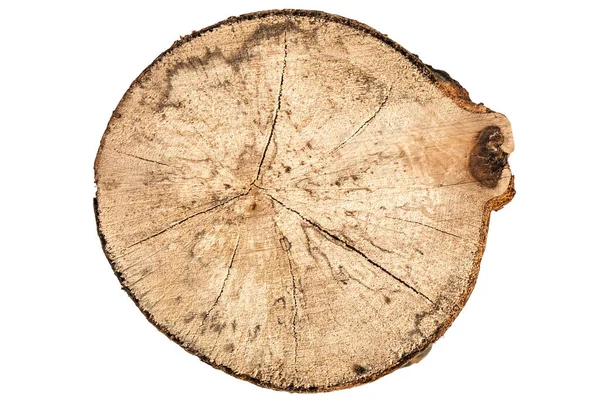 白色背景下隔离的山毛榉木树桩的顶部视图 — 图库照片