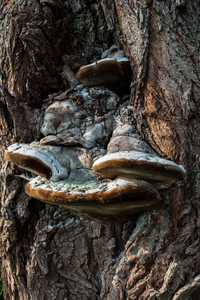 Tinder Fungus Tree Bark Spring Day Forest — Stock Photo, Image
