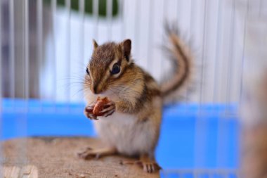Şirin Sibirya sincabı veya Sibirya sincabı (Eutamias sibiricus) fındık yer. Ev hayvanı ve hayvan konsepti. Yaklaş, seçici odaklanma