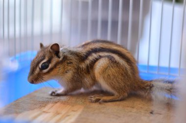 Genç meraklı Sibirya sincabı (Eutamias sibiricus) evdeki bir kafeste. Ev hayvanı ve hayvan konsepti. Yaklaş, seçici odaklanma