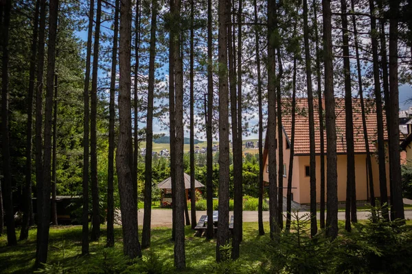 Zlatibor Serbie Juillet 2020 Forêt Pins Denses Travers Son Hôtel — Photo