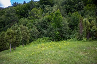 Sırbistan 'ın Tara kentindeki ulusal parkta çayır ve ormandaki yeşil çimenler. Doğa konseptinde rahatlama