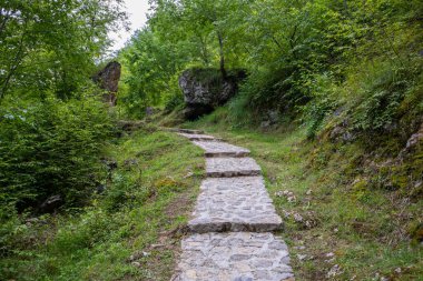 Sırbistan 'ın Zlatibor kentinde güneşli bir yaz gününde ormanda yürüyüş yolu. Patika sık ormandan geçiyor.