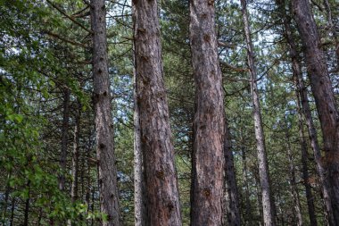 Sırbistan ve Avrupa 'nın Zlatibor doğa koruma alanında bir çayırı olan ebedi yeşil ormandaki çam ağaçları bir yaz günü. Güzel doğal arka plan, kapat.