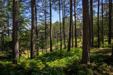 Bir yaz gününde Sırbistan ve Avrupa 'nın Zlatibor doğa koruma alanındaki sonsuz yeşil ormandaki uzun çam ağaçları. Güzel doğal arkaplan
