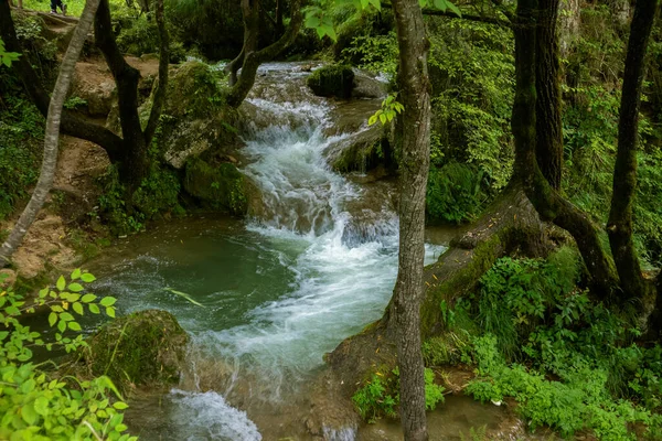 Mountain Stream Blue Water Flowing Green Forest Glade Natural Park — Stock Photo, Image