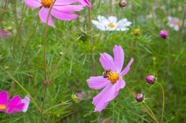 Mor bir çiçeğin üzerindeki bal arısı güneşli bir yaz gününde çayırda polen toplar. Kopyalama alanı olan güzel doğal arkaplan