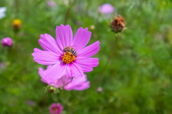 Bee Purple Flower Collects Pollen Meadow Sunny Summer Day Beautiful — Stock Photo, Image