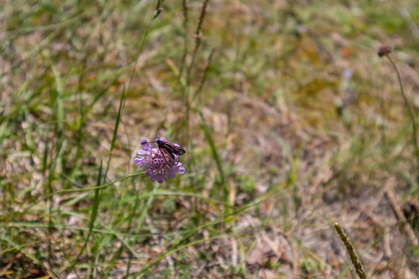 Little Butterfly Violet Flower Meadow Sunny Summer Day Beautiful Natural — Stock Photo, Image