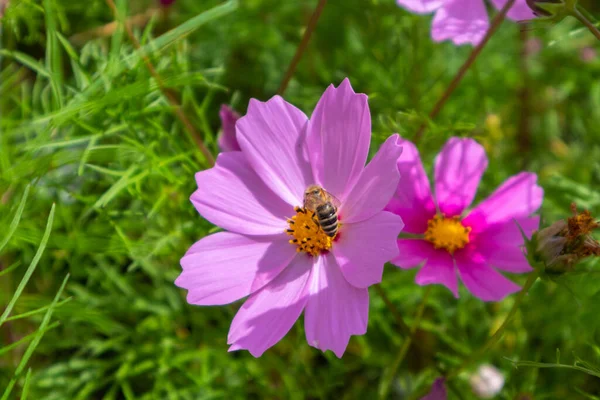 Purple Flower Bee Collects Pollen Meadow Sunny Summer Day Beautiful — Stock Photo, Image