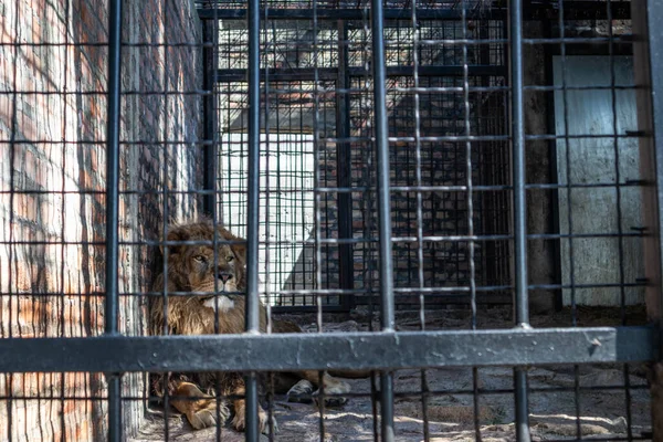 The lion rests in the shade of the cage behind bars on a hot summer day in zoo park of Jagodina, Serbia