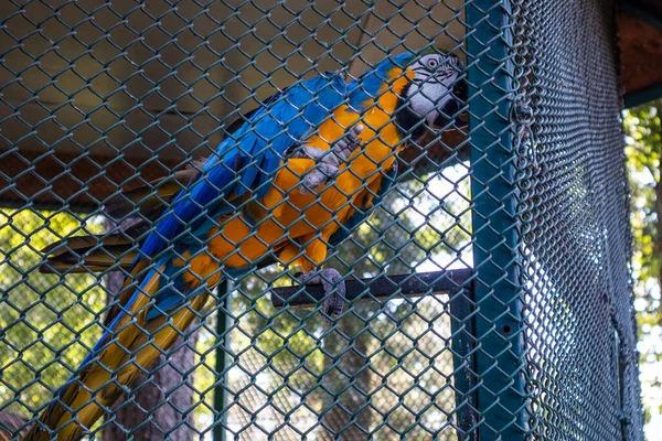 Papagáj Felmászik Ketrec Rácsaira Egy Forró Nyári Napon Jagodinai Állatkertben — Stock Fotó