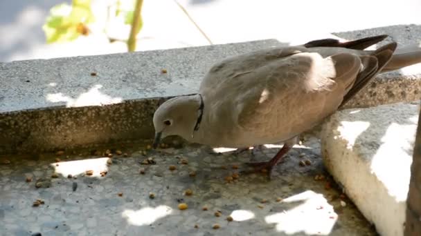 Graziosa Colomba Grigia Mangia Cereali Sul Balcone Una Giornata Estiva — Video Stock