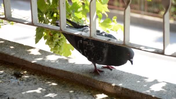 Duif staat op het balkon en verdedigt zijn territorium tegen andere duiven — Stockvideo