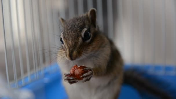 Scoiattolo siberiano che mangia nocciole in gabbia a casa — Video Stock