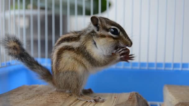 Siberische eekhoorn eet hazelnoten in een kooi thuis — Stockvideo