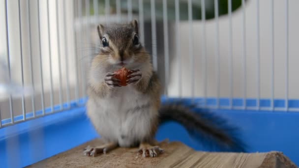 Esquilo siberiano comendo avelãs em uma gaiola em casa — Vídeo de Stock