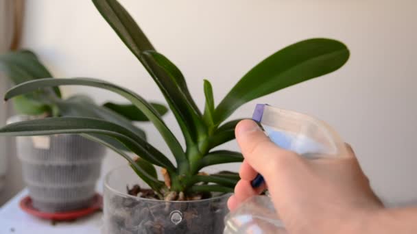 Mão com um pulverizador de água pulveriza as folhas da planta da orquídea em casa — Vídeo de Stock