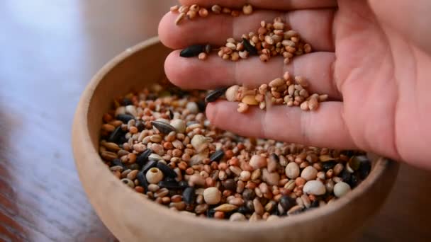 Nourriture de graines de pigeon dans un bol en bois et mélange les graines à la main — Video