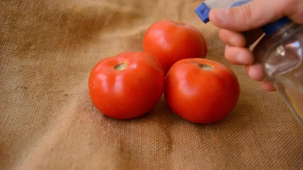 Mann sprüht Hand mit Süßwasser rote Tomaten auf einem Retro-Webhintergrund — Stockvideo