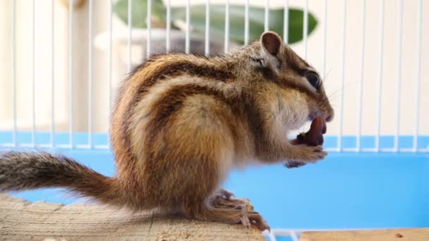 Carino scoiattolo siberiano che tiene in mano e mangia noce in una gabbia a casa — Video Stock