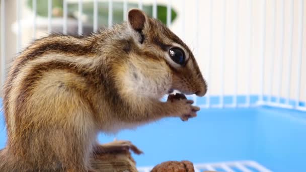 Niedliche sibirische Streifenhörnchen hält in den Händen und frisst Walnuss in einem Käfig zu Hause — Stockvideo