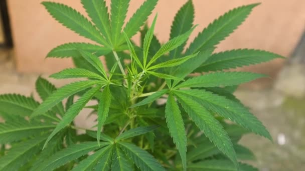 Выращивание марихуаны скачать видео с фото пустоцвета с конопли