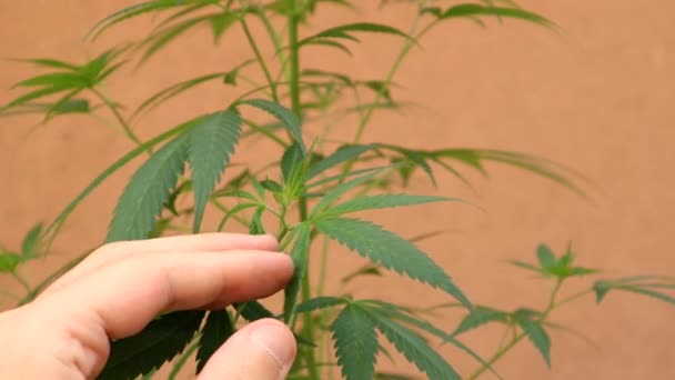 La mano dell'uomo controlla la qualità della pianta di cannabis verde — Video Stock