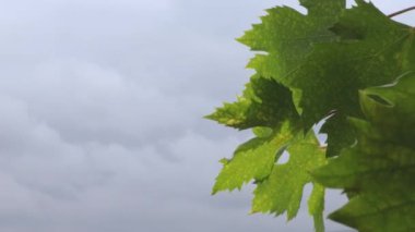 Rüzgarda sallanan yeşil asma yaprakları ve arka planda dramatik yağmur bulutları. Hava ve yaz mevsimi konsepti. Yaklaş, seçici odaklanma