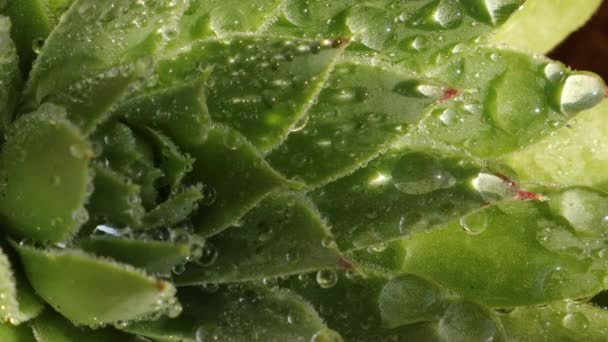 Primer plano de la planta verde con rocío de agua en las hojas — Vídeo de stock