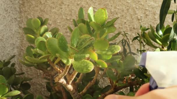 La mano del hombre refresca y rocía la planta con agua — Vídeos de Stock