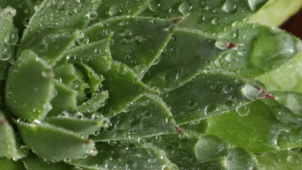 Rosée d'eau tombant sur les feuilles vertes de la plante — Video