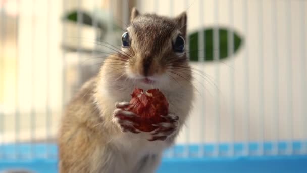 Carino scoiattolo siberiano che tiene in mano e mangia nocciola in una gabbia a casa — Video Stock