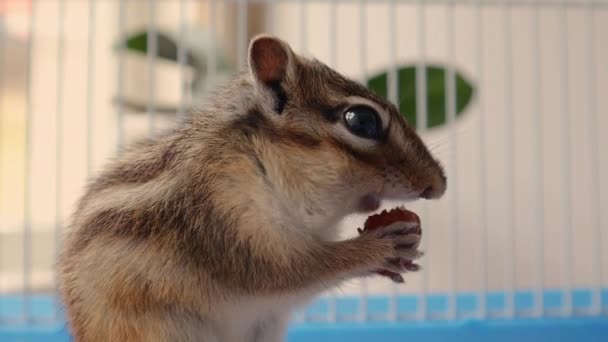 Niedliche sibirische Streifenhörnchen hält in den Händen und isst Haselnuss in einem Käfig zu Hause — Stockvideo