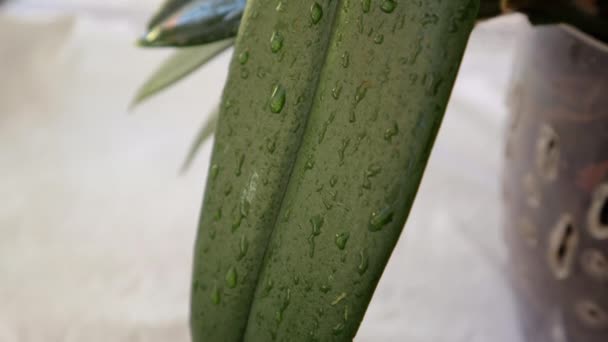 Orchideeënblad met dauw en water stroomt door het blad — Stockvideo