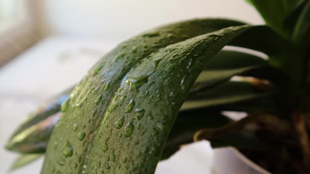 Ανανεώνοντας και ψεκάζοντας φύλλα ορχιδέας με νερό — Αρχείο Βίντεο