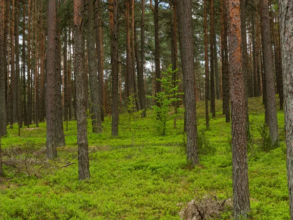 Озеро Kaszuby Окружено Деревьями Рыбацкая Лодка Озере Польша Стоковое Фото