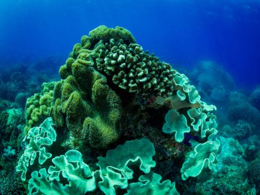 Renkli mercan resifi, sualtı fotoğrafı, Filipinler.