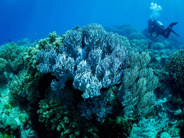 Красочные Коралловые Рифы Подводное Фото Дайвер Заднем Плане Филиппины — стоковое фото