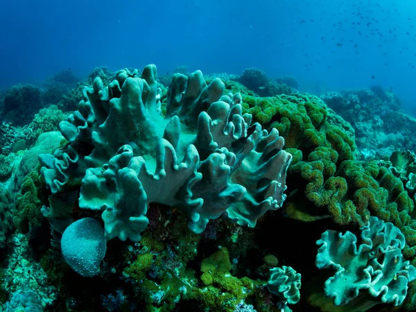 Красочные Коралловые Рифы Подводное Фото Филиппины — стоковое фото