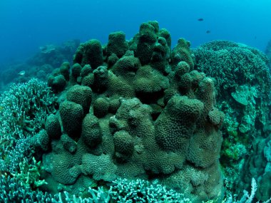 Renkli mercan resifi, sualtı fotoğrafı, Filipinler.
